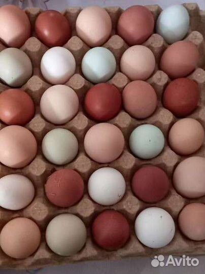 Инкубационное яйцо