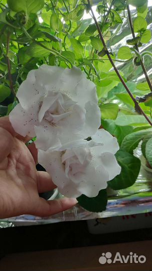 Глоксиния махровая