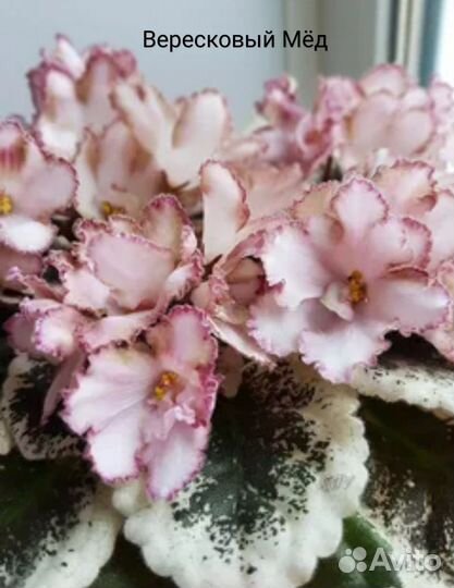 Сортовые фиалки