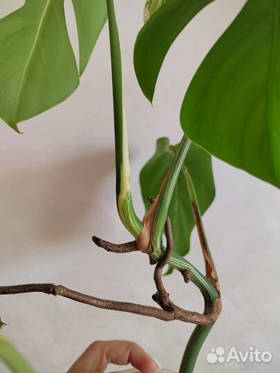 Монстера вариегатная альба макушка