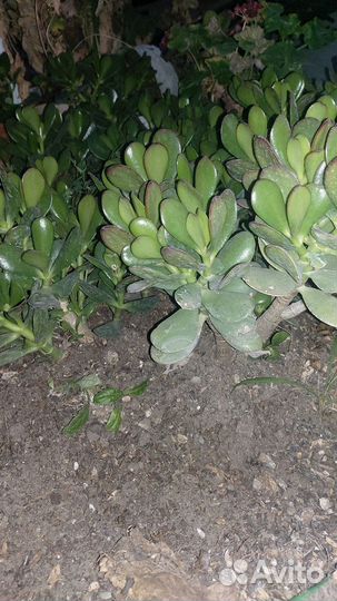 Денежное дерево толстянка