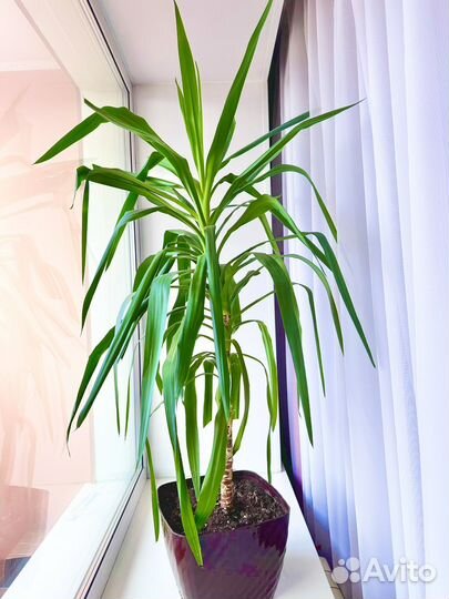 Комнатные цветы юкка