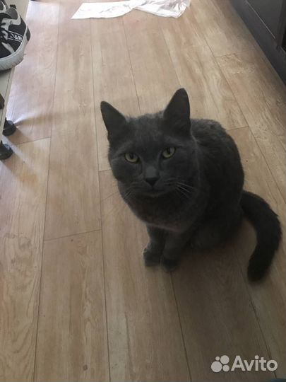 Кот породистый британец