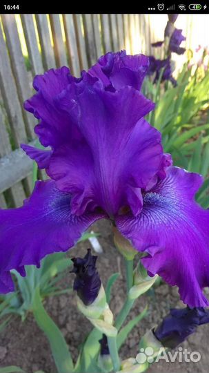 Ирис