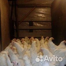 Куры несушки, ломан браун И легорн