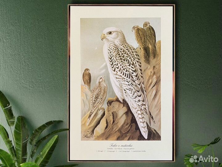 Литография хищные птицы, Германия