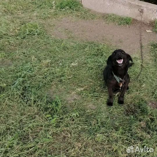 Отдам в добрые руки