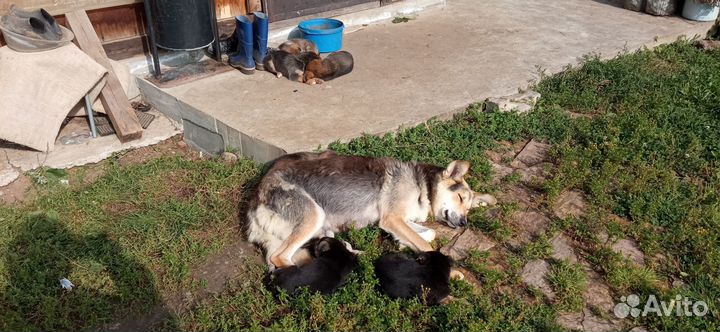 Собака, щенки в добрые руки отдам бесплатно