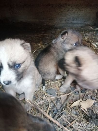 Щенок в добрые руки бесплатно