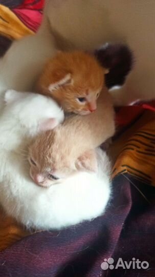 Котята
