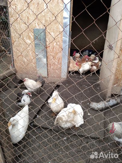 Утки, петухи