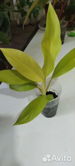 7 филодендронов