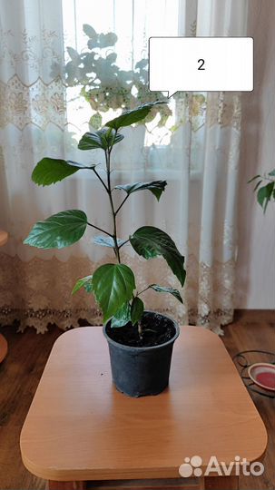 Гибискус Китайская роза Красный комнатный