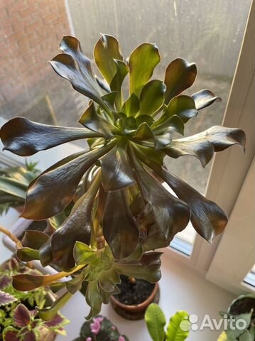 Шефлера, отросток