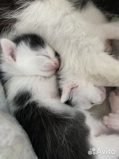 Котята