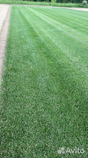 Семена посевного газона, Рулонный газон