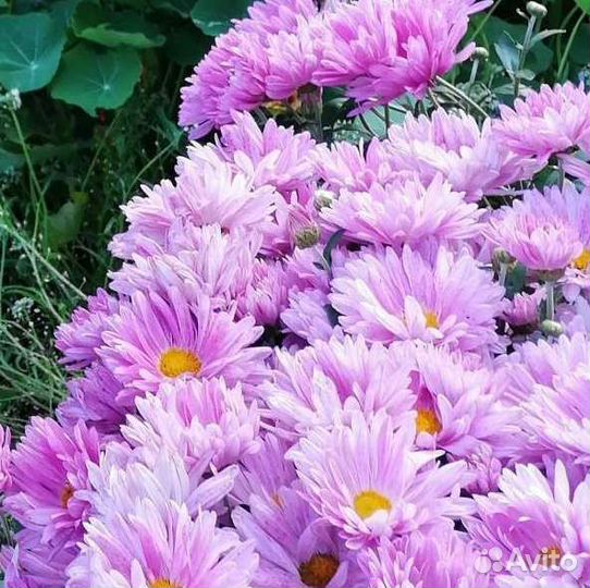 Хризантема кустовая