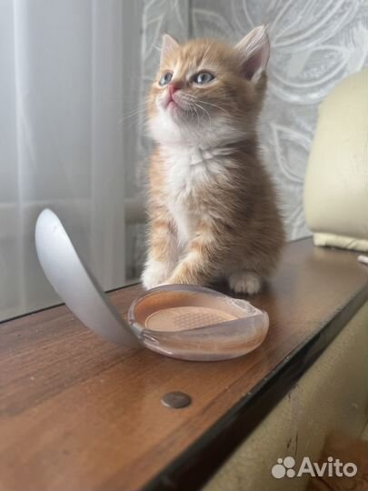 Сибирские котята