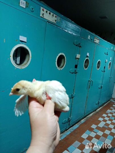 Индюки индюшата