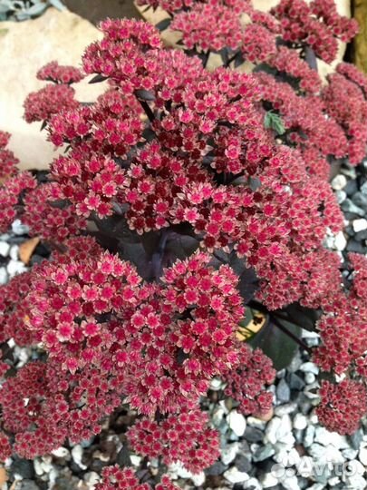 Редкие очитки, садовая юкка, шалфей мускатный