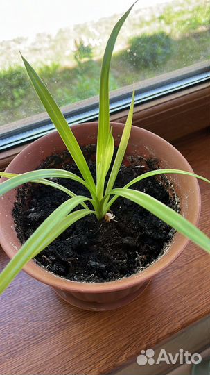 Панданус пальма отросток