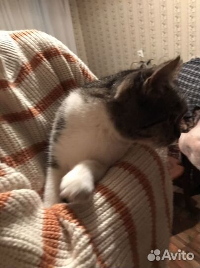 Девочка в добрые руки