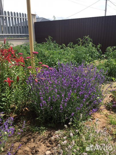 Лаванда саженцы