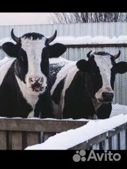 Молоко, творог, масло