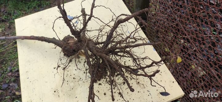 Штамбовая мускусная роза Гирлянд де Амур