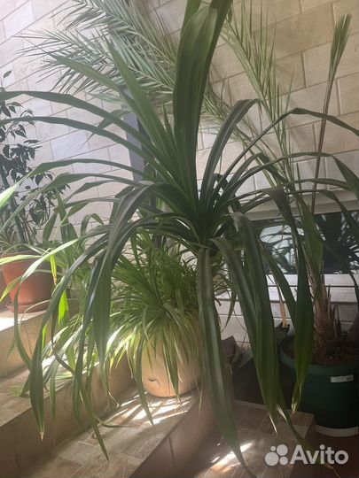 Пальма панданус