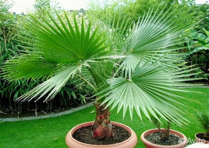 Пальма комнатное растение