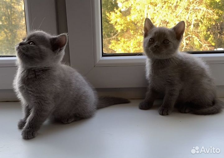 Британские котята лилового окраса