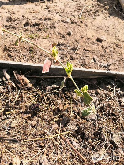 Юкка садовая, бересклет