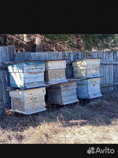 Пчелиный улей