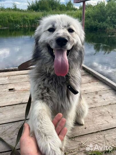 Друг для семьи,очень добрый