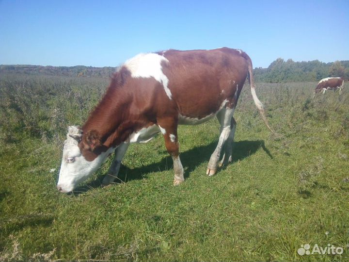 Продам тёлку