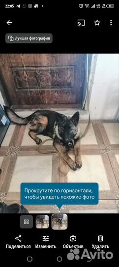 Собака в добрые руки