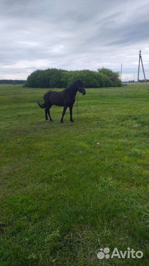 Орловский рысак