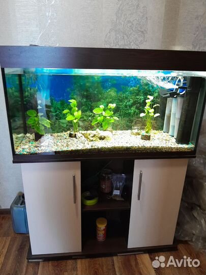 Аквариум на 200 литров с тумбой