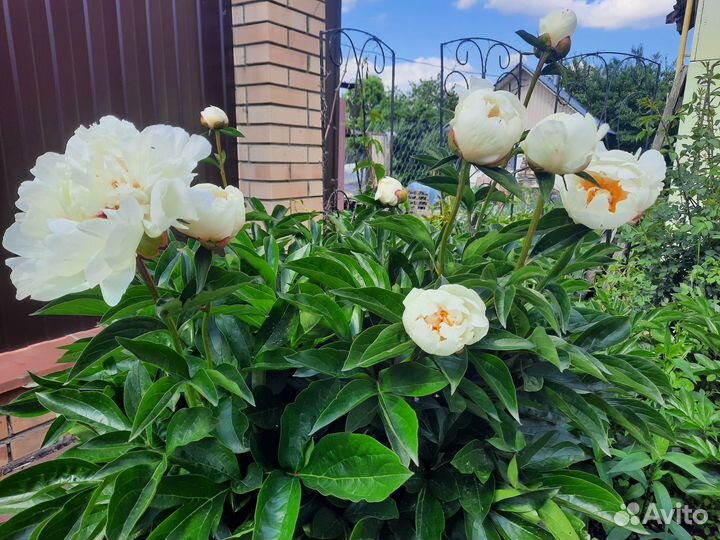 Продаю садовые растение -Пион белый.Хоста