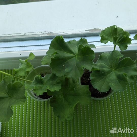 Пеларгония dove point,мадперл Вайт,зональная оч