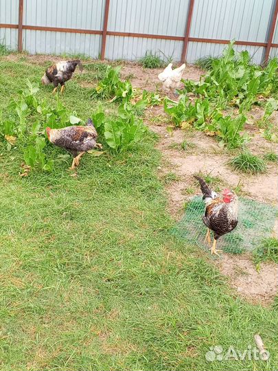 Молодые петухи