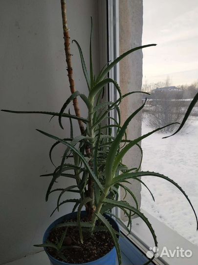 Алоэ
