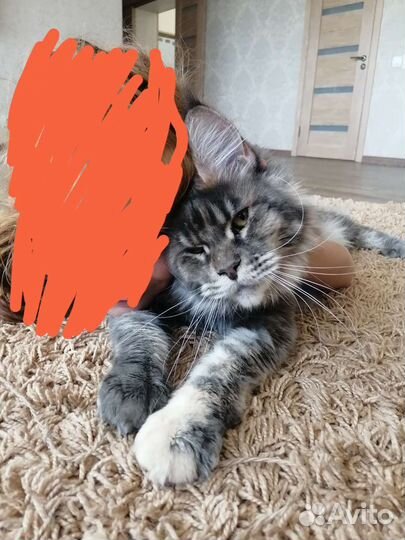 Мейн-кун кошка
