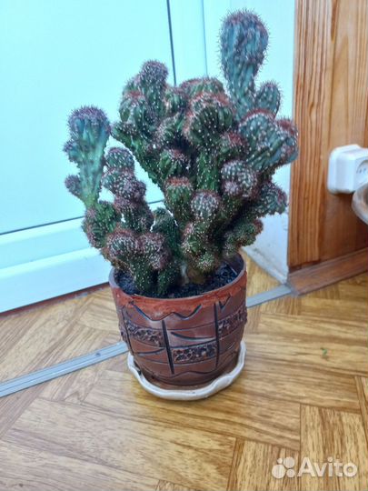 Кактус взрослый