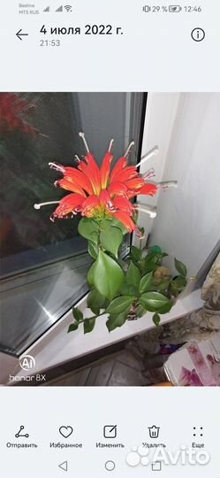 Эсхинантус жар птица