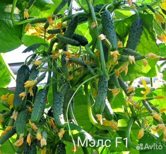 Семена высокоурожайного огурца Мэлс F 1