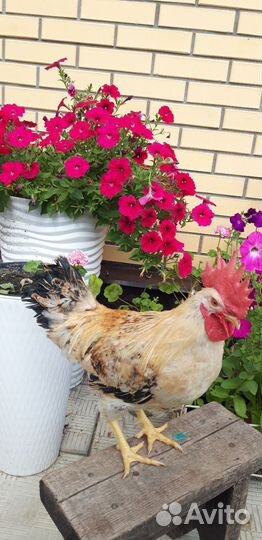 Петухи молодые Кучинские Юбилейные