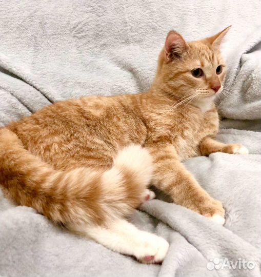 Мартин - потрясающий котейка ищет дом