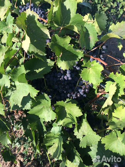 Виноград винный